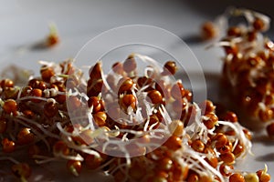 Heap of germinating millet seeds on a plate