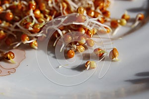 Heap of germinating millet seeds on a plate