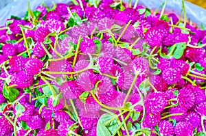 Heap of Gomphrena flowers in Pak Khlong Talat Flower Market in Bangkok, Thailand