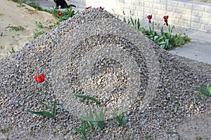 Heap of gravel with red tulip in blossom on it