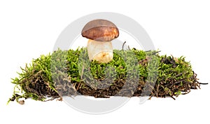 Heap of green moss and mushroom isolated on white background.