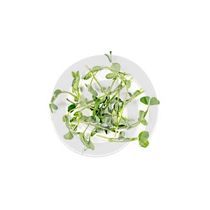 Heap of green pea sprouts, micro greens on white background. Healthy eating concept of fresh garden produce organically