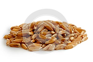 Heap of kamut wheat kernels