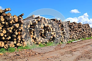 Heap of logs on sawmill in sunny day