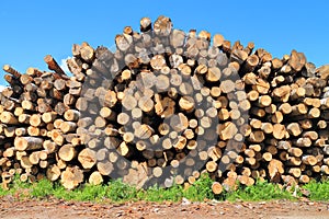 Heap of logs of various breeds of trees