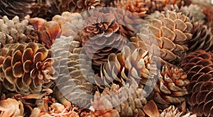 A heap of many various brown fir cones front view