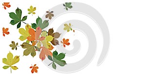 Heap of multicolored autumn chestnut leaves. Seamless pattern. Vector illustration isolated on white background