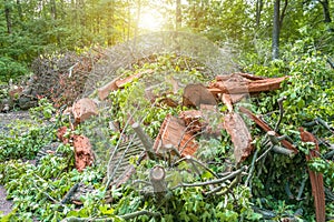Heap of old felled tree stumps on the edge of the forest, garbage dump.