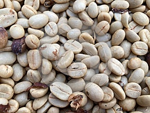 The heap of organic green coffee beans dries in the sun