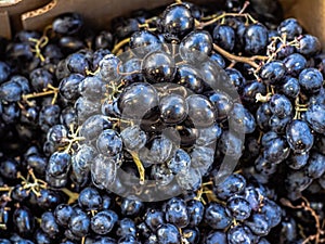 A heap, pile of black dark blue grapes lie in a store. Bunches of grapes in market