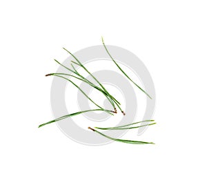 Heap of pine needles isolated on white background