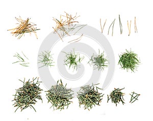 Heap of pine needles isolated on white background