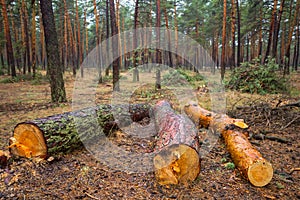 Heap of pine tree trunk lie in a forest