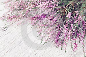 Heap of pink heather flower calluna vulgaris, erica, ling on white rustic table. Greeting card for mother or woman day. photo