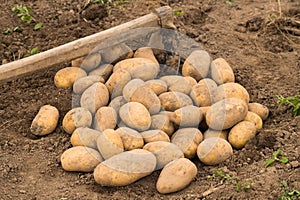 Heap Of Potatoes With Ground On Field