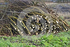 A heap of pruned branches of a pollard willow