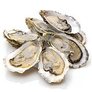 Heap of Raw Half Shell Oysters photo