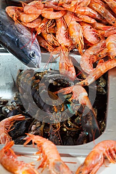 Heap of raw seafoods photo