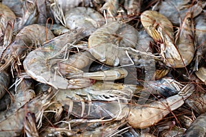 Heap of raw shrimps from the mediterranean sea for sale at a Greek fish market on the stall of a fisherman, full frame background