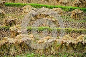 Heap of reaped paddy kept in a paddy field before threshing