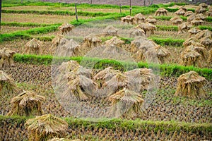 Heap of reaped paddy kept in a paddy field before threshing