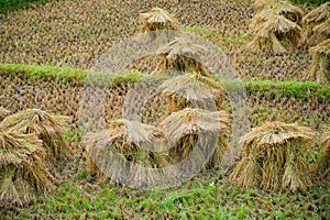 Heap of reaped paddy kept in a paddy field before threshing