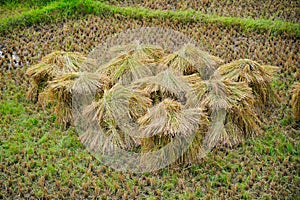 Heap of reaped paddy kept in a paddy field before threshing