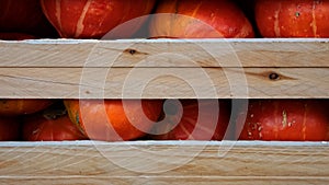 Heap of Red Hokkaido Pumpkins, Cucurbita maxima, In A Wooden Crate