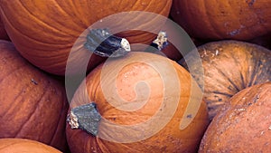 Heap of Red Pumpkins, Cucurbita maxima