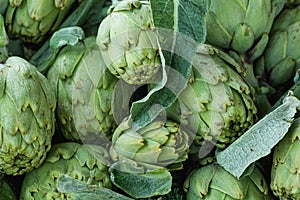 Heap of Ripe Organic Freshly Picked Artichokes with Green Leaves at Farmers Market. Bright Vibrant Colors. Vitamins Superfoods