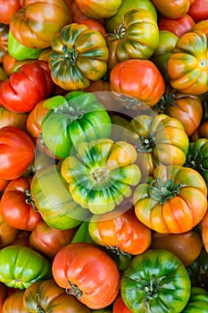 Heap of Ripe Organic Multicolored Raf Tomatoes at Farmers Market. Bright Vibrant Colors. Vitamins Superfoods Healthy Diet Concept