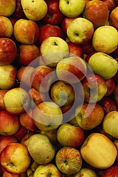 Heap of ripe red apples in a box. Vitamins and healthy food. New harvest. Top view. Vertical