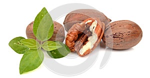 Ripe shelled pecan nuts.