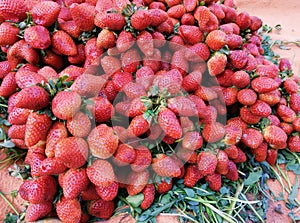 Heap of ripe strawberries red strawberry garden-strawberry pile stroberee fruit food fraise fresa morango fragaria photo. photo