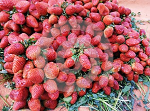 Heap of ripe strawberries red strawberry garden-strawberry pile stroberee fruit food fraise fresa morango fragaria photo.