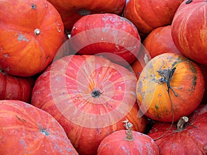 Heap of Rouge vif d`Etampes Pumpkin, Red Cucurbita maxima