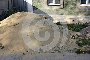 Heap of sand with two tulips on its surface