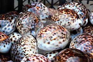 Heap of seashell cypraea tigris tiger cowrie close up