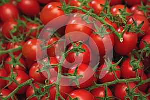 Heap of small cherry tomatoes with green vines, closeup detail