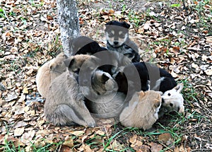 Heap of small puppies on autumn foliage