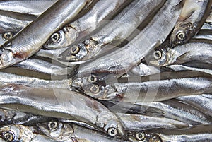 Heap of small seafish capelin