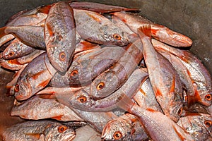 A heap of small soldier croaker fish in a metallic container photo