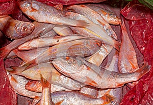 A heap of small soldier croaker fish in a red plastic container photo