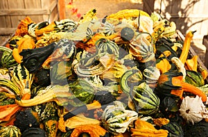 Heap of spotted colorful pumpkins