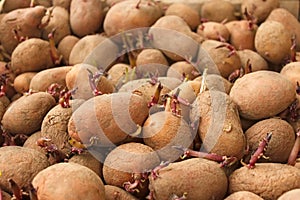 Heap of sprouting potato tubers