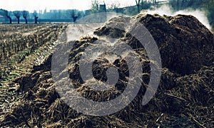 Heap of steaming cow-dung