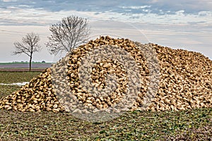 Heap of sugar beets on an agricultural land, after harvest day