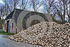 Heap of sugar beets on the barnyard of a Dutch farm