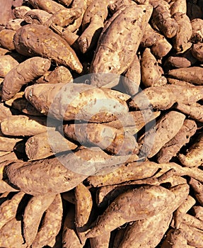 Sweet potatoes pile or sweetpotato tuberous root food shakarakandi patate douce batata doce Ipomoea batatas closeup photo photo