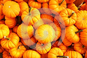Heap of tiny pumpkins